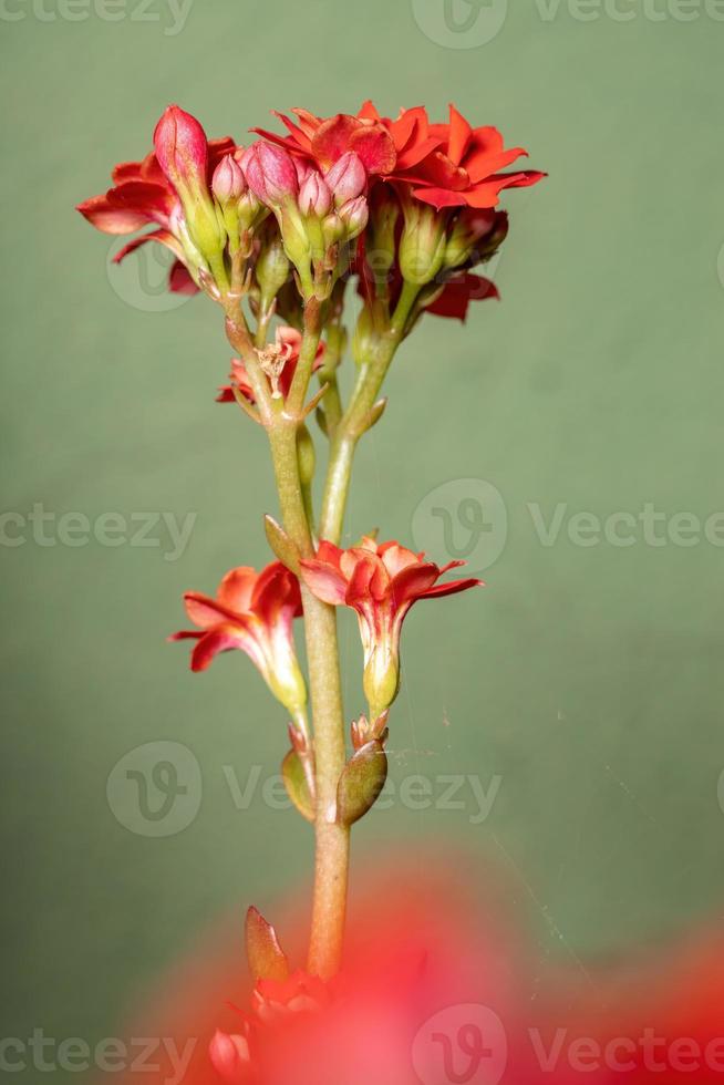 vlammende katy rode bloem foto