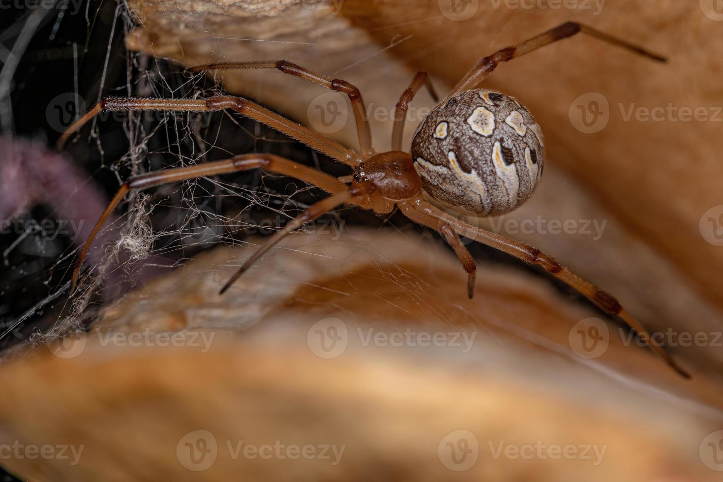 volwassen vrouwelijke bruine weduwe spin foto