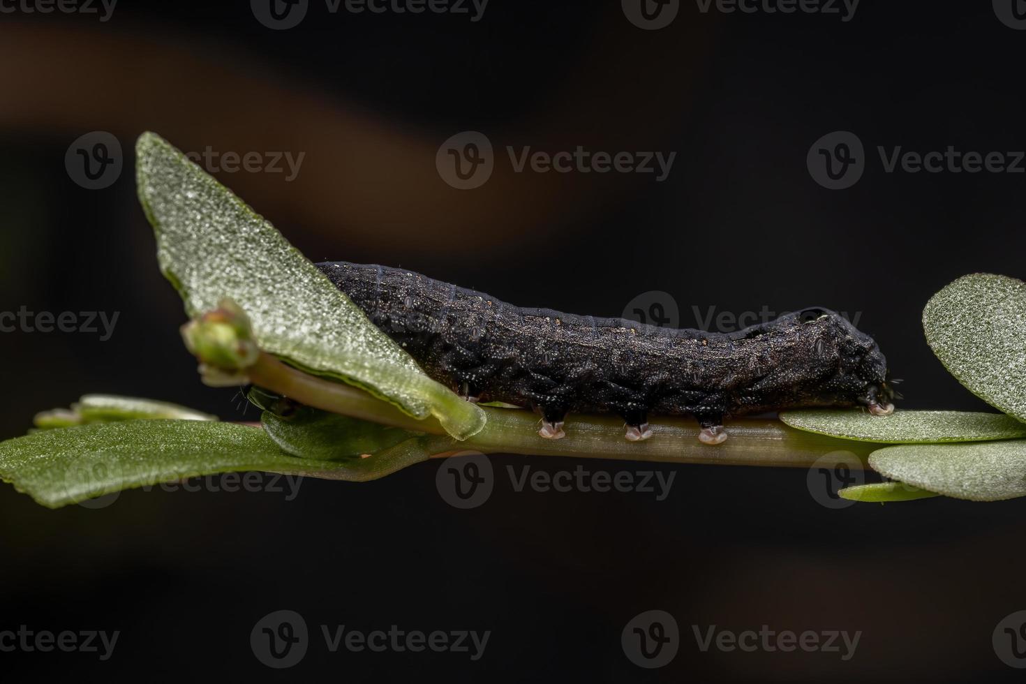 rups die een gewone posteleinplant eet foto