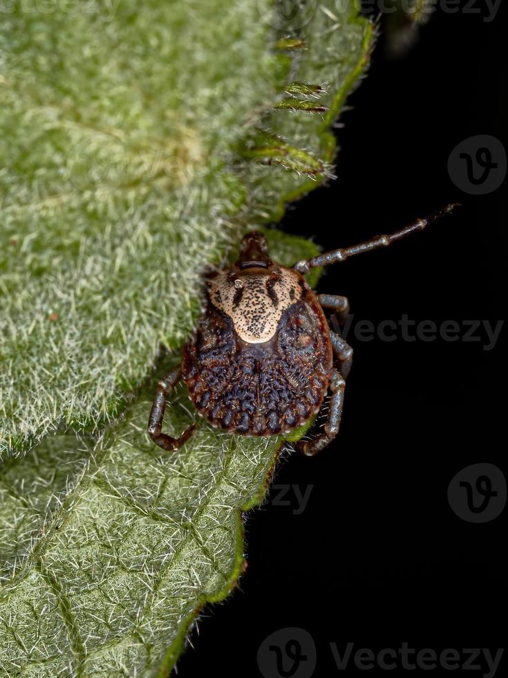 vrouwelijke volwassen cayenne teek foto