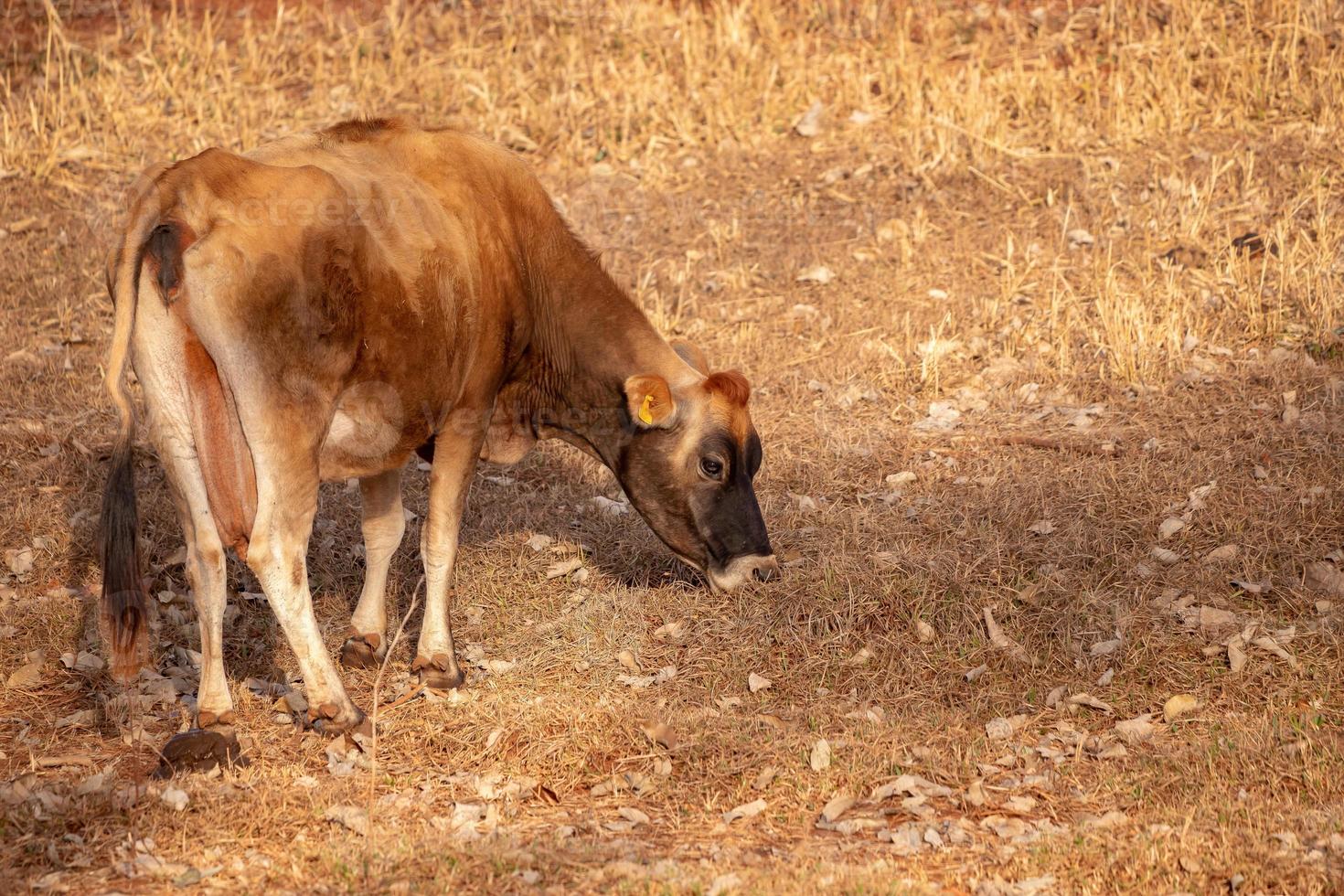 koe in een boerderij foto