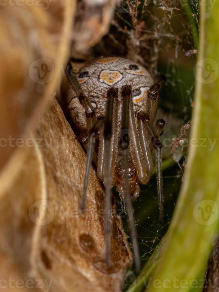 vrouwelijke bruine weduwe foto