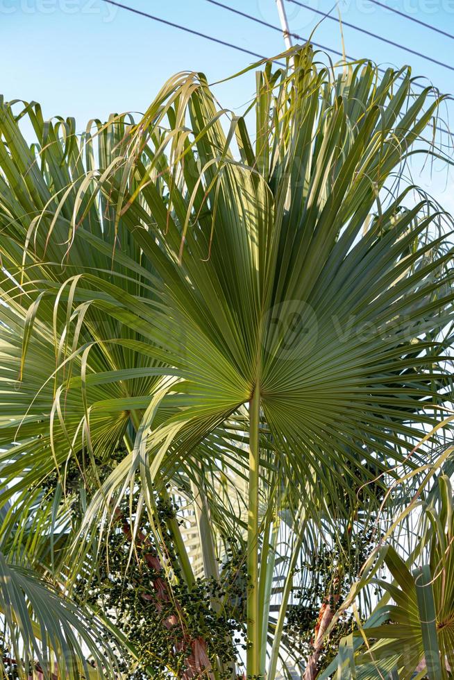 groene palmboom foto