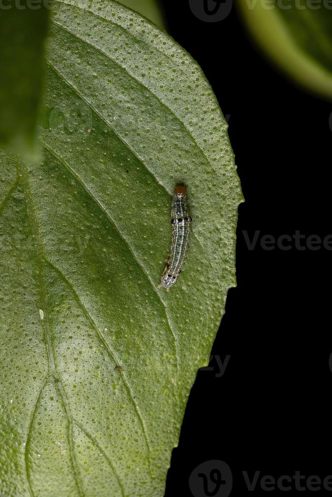 rups van een snijwormmot op een zoete basilicum foto