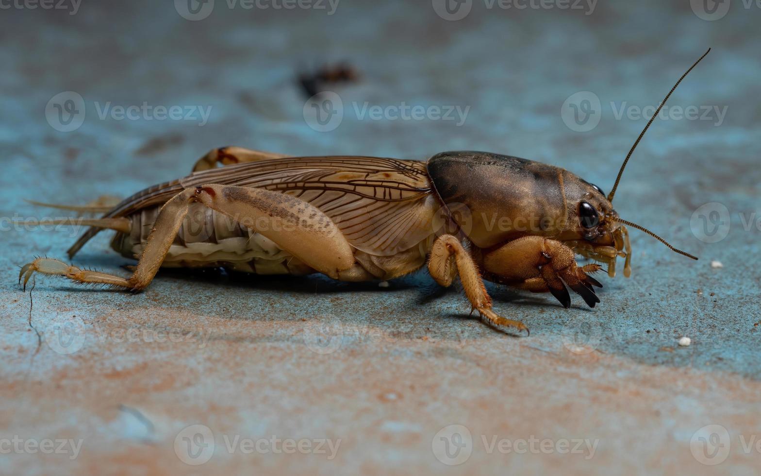 volwassen mol cricket foto