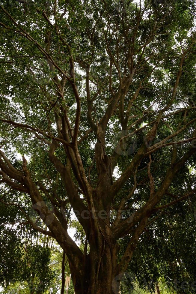 grote vijgenboom foto