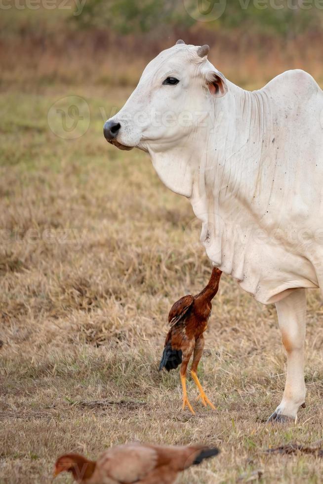 volwassen koe op een boerderij foto