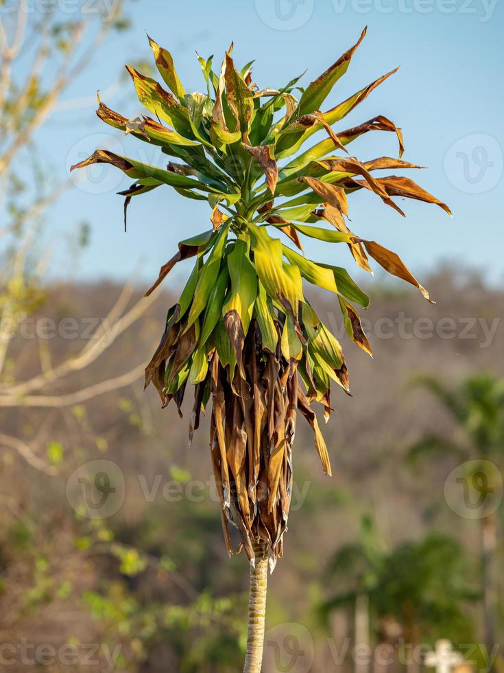 groene eenzaadlobbige boom foto