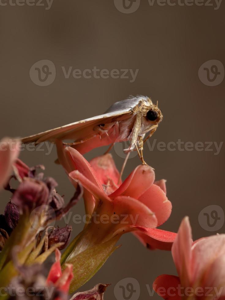 ondervleugelmot in een bloeiende plant foto