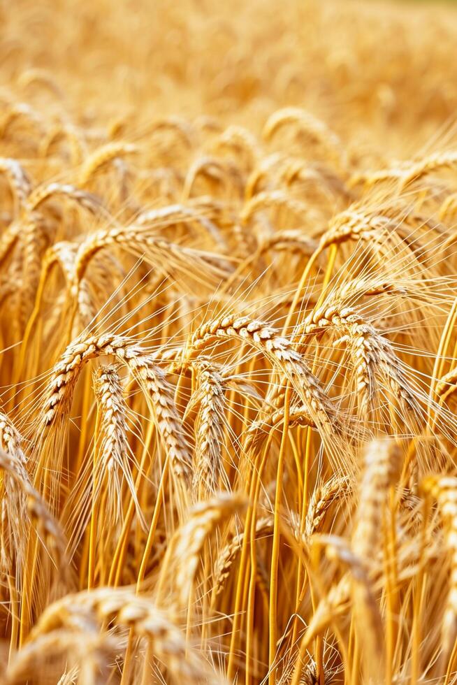 ai gegenereerd foto gouden veld- tarwe wijzend op het is rijp en klaar voor oogst. individu tarwe stengels en granen zijn zichtbaar, tonen detail en textuur. ai gegenereerd