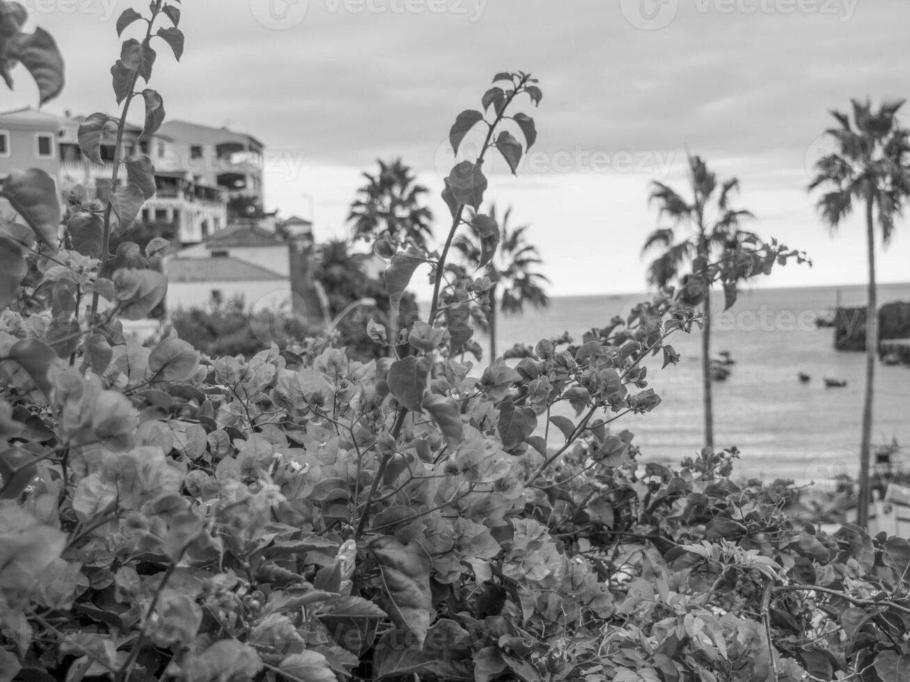 eiland madeira in portugal foto