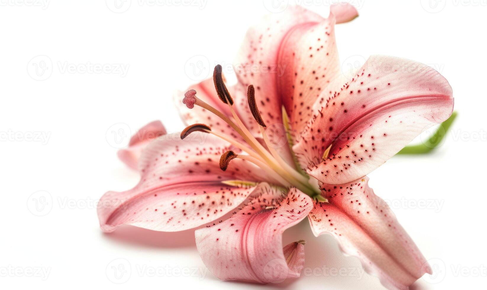 ai gegenereerd roze bloem geïsoleerd Aan wit achtergrond uitknippen. detailopname. foto