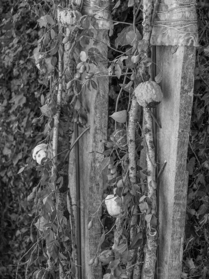 pompoenen in Westfalen foto