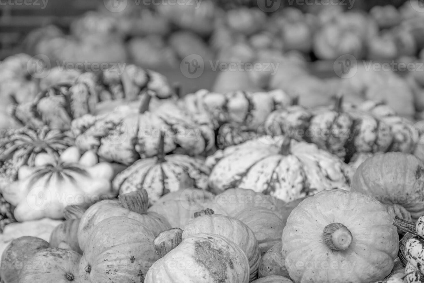 punkkins in Duitsland foto