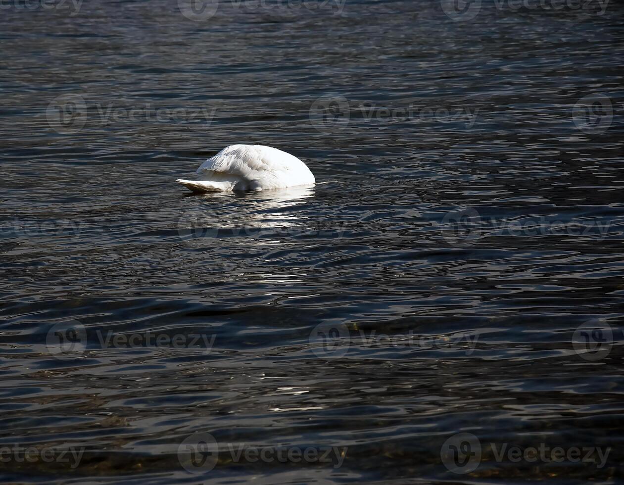 een wit dempen zwaan zwemt Aan de oostenrijks meer Traunsee in januari. foto