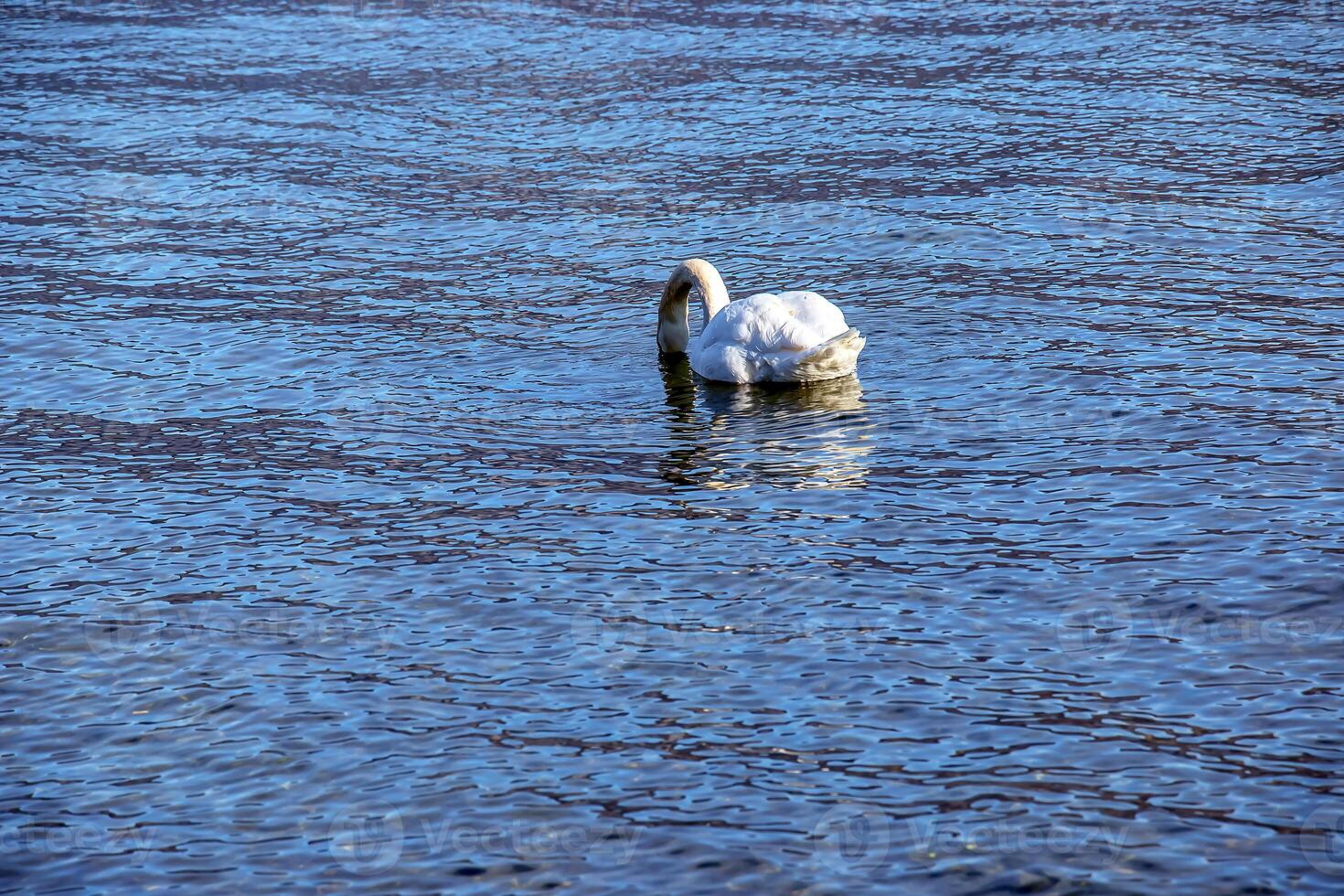 een wit dempen zwaan zwemt Aan de oostenrijks meer Traunsee in januari. foto