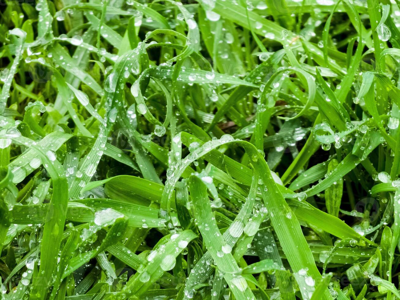 vers groen gras met water druppels detailopname. Ross in de de lente. foto