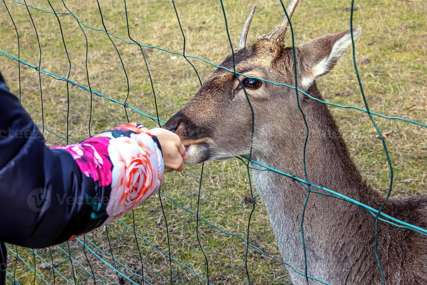 detailopname van hand- voeden schapen. moeflons Aan de gebied van de agrarisch Universiteit van nitraat in Slowakije. foto