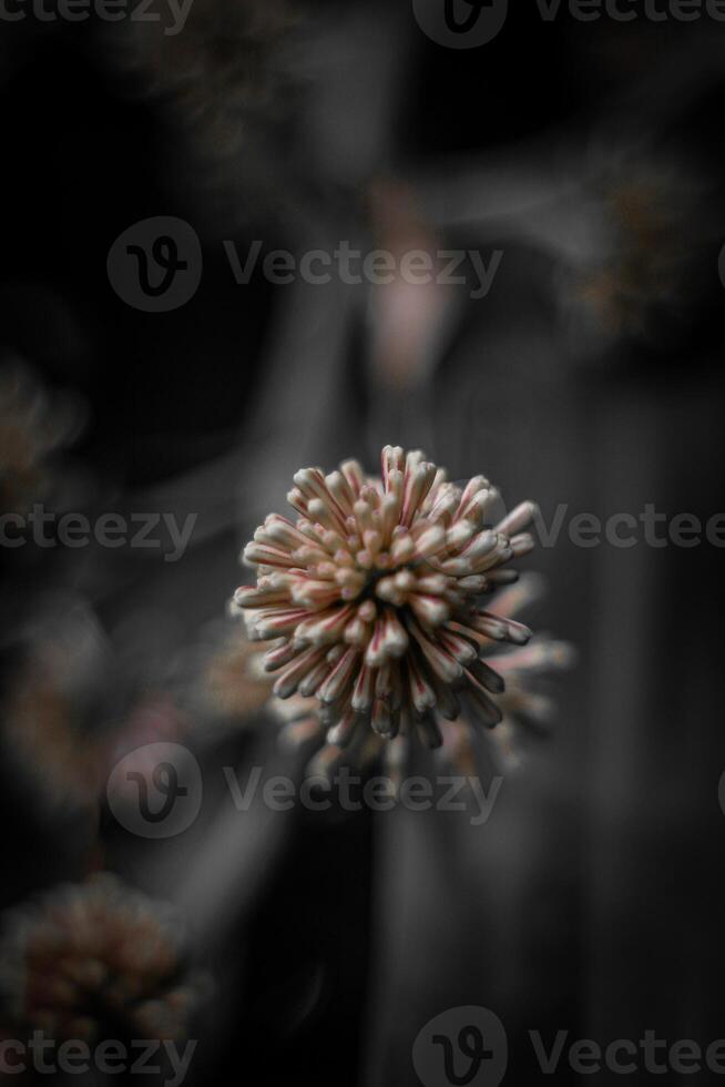 wazig abstract achtergrond. dichtbij omhoog van roze bloemen Aan zwart achtergrond foto