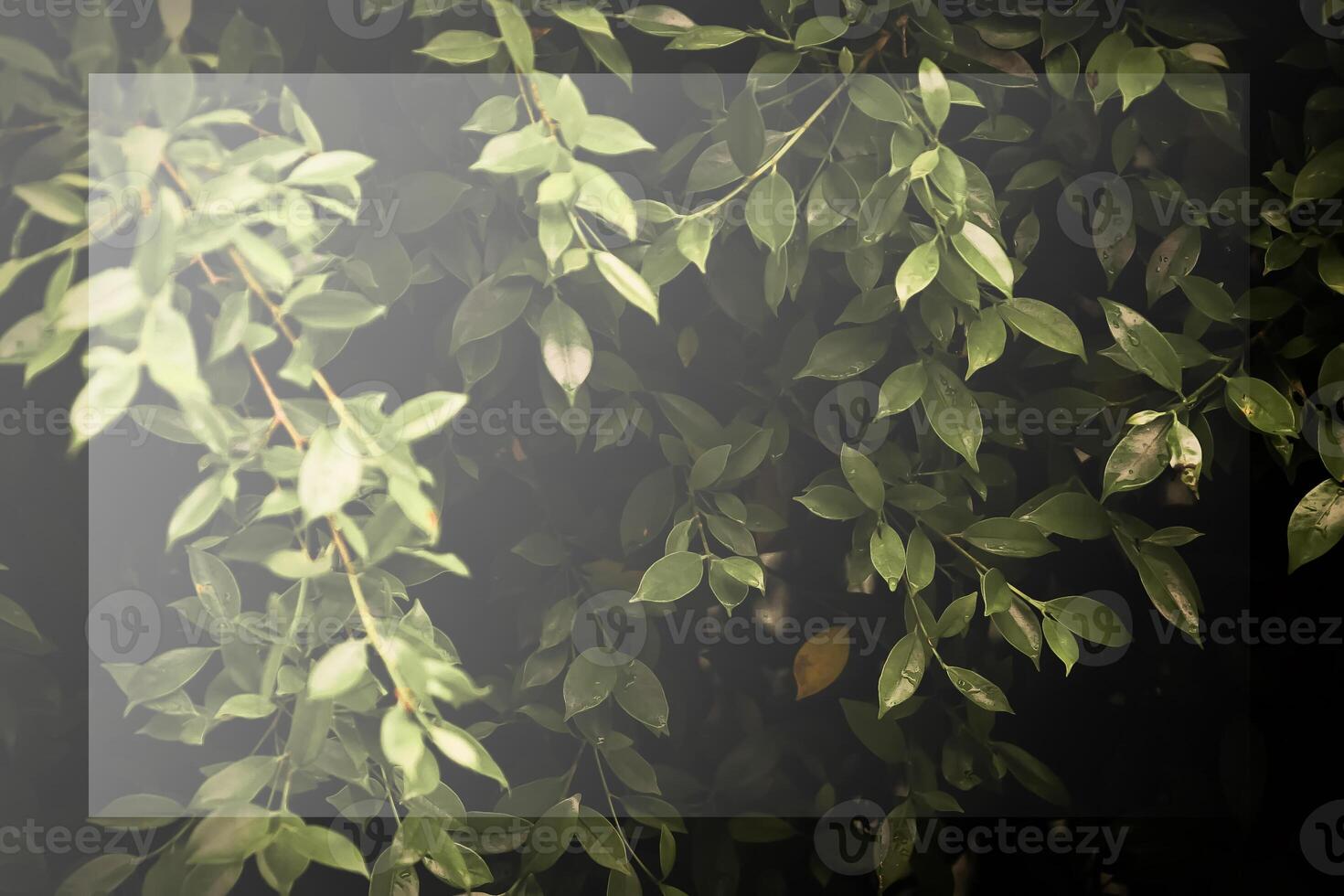 donker groen blad achtergrond, donker toon, klein bladeren, tropisch bladeren, donker groen blad behang, blad achtergrond met wit foto kader.