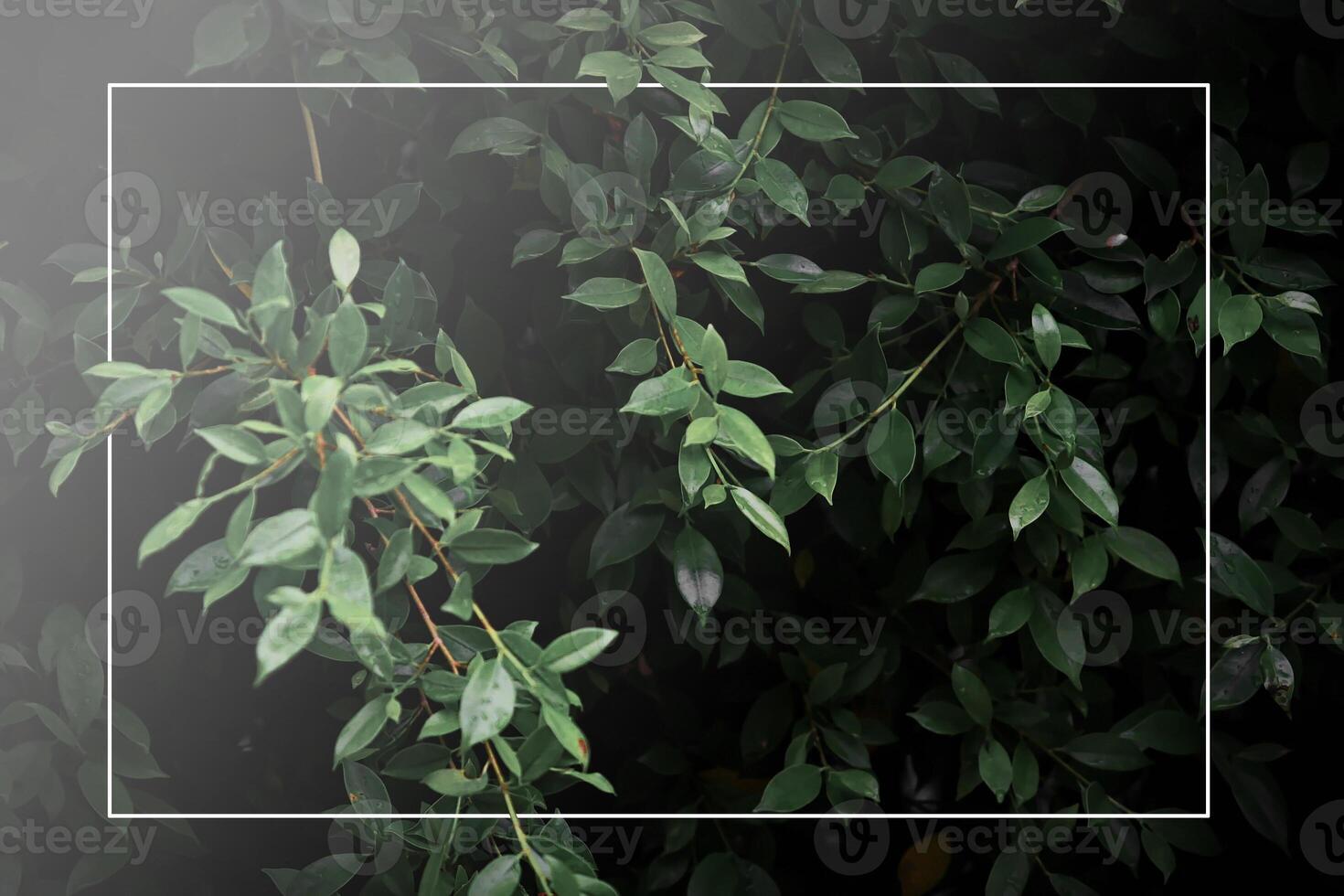 donker groen blad achtergrond, donker toon, klein bladeren, tropisch bladeren, donker groen blad behang, blad achtergrond met wit foto kader.