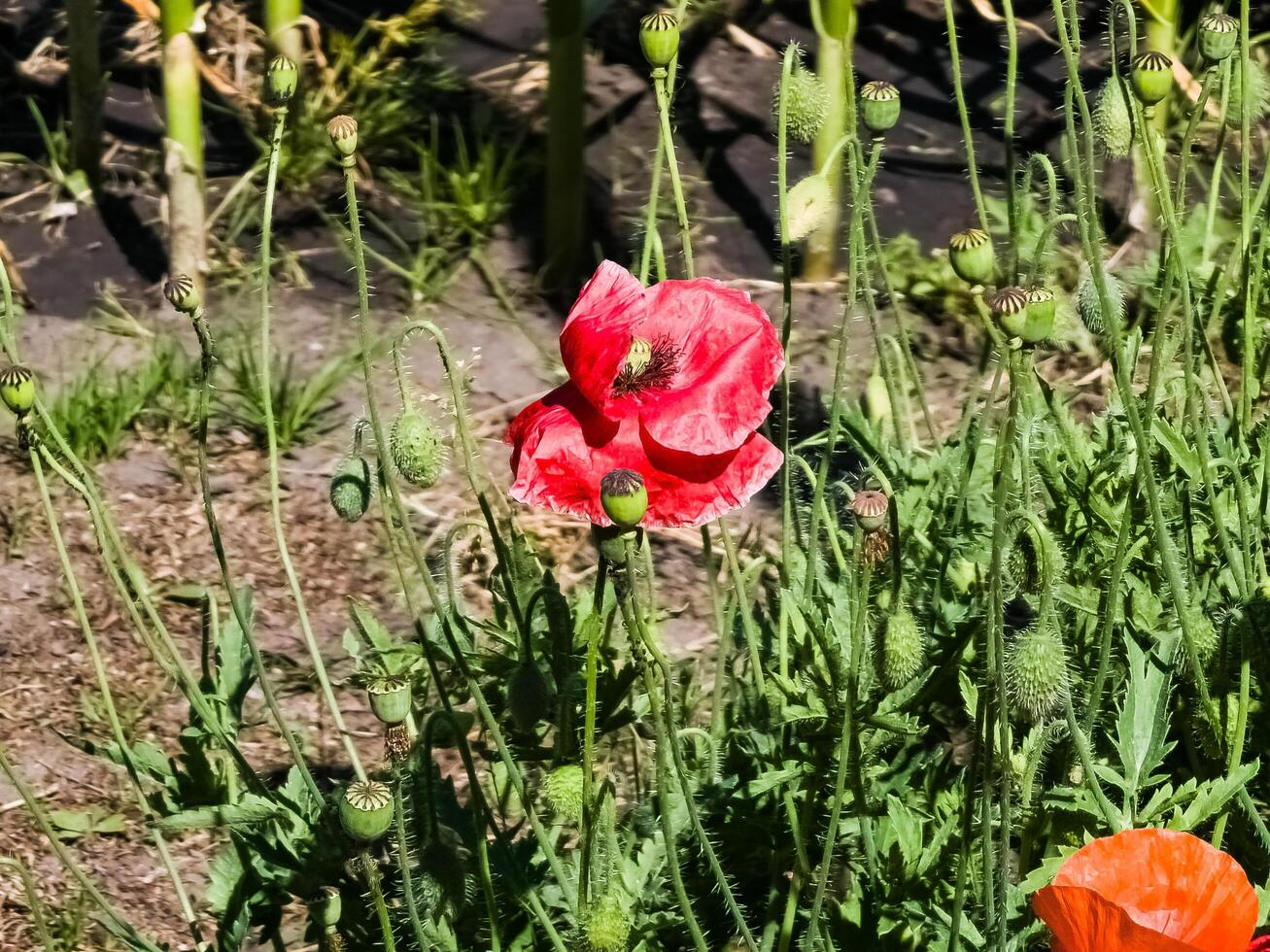 papaver, gemeenschappelijk papaver, groep van papaver bloemen dichtbij omhoog, selectief focus foto