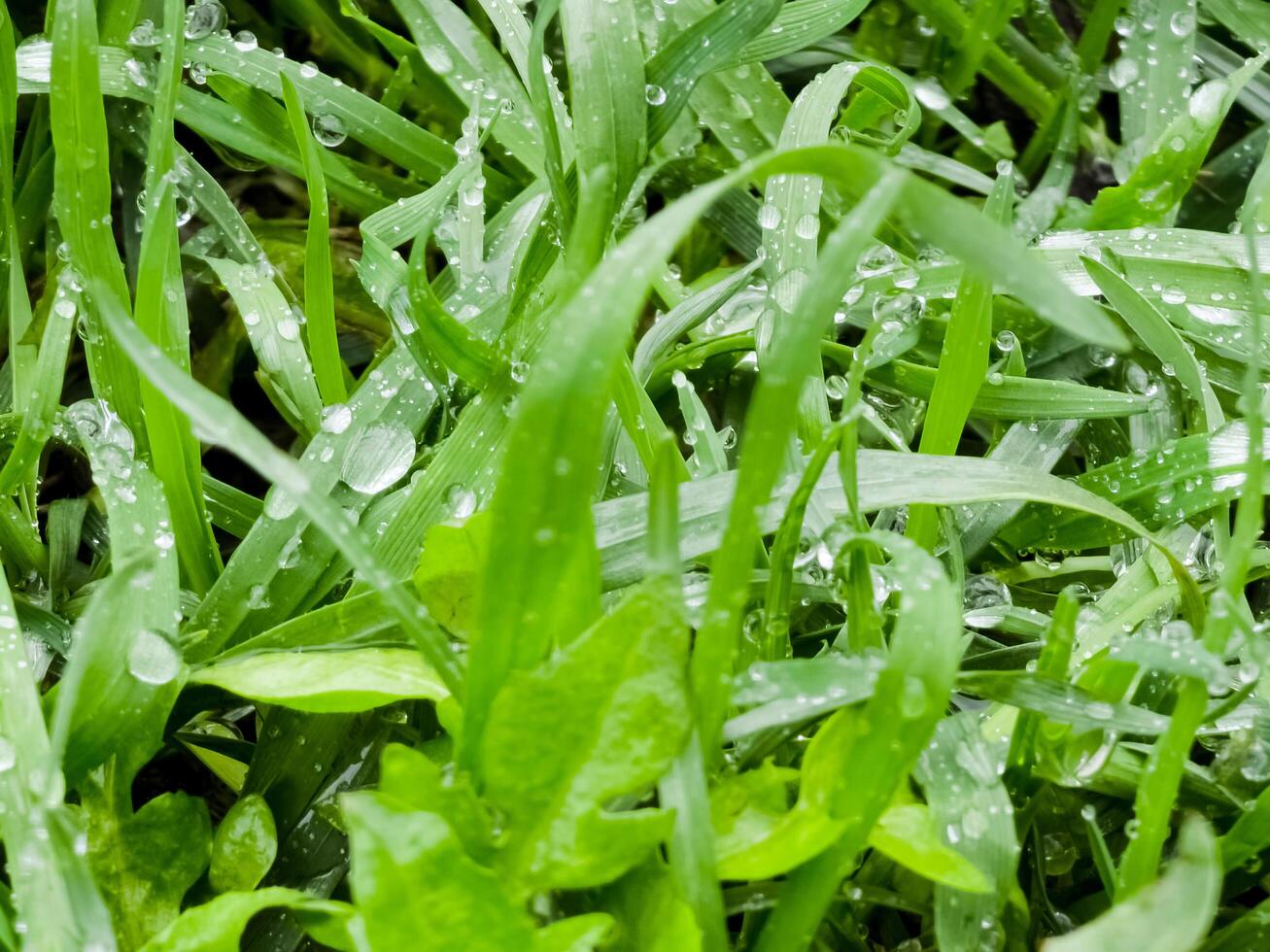 vers groen gras met water druppels detailopname. Ross in de de lente. foto