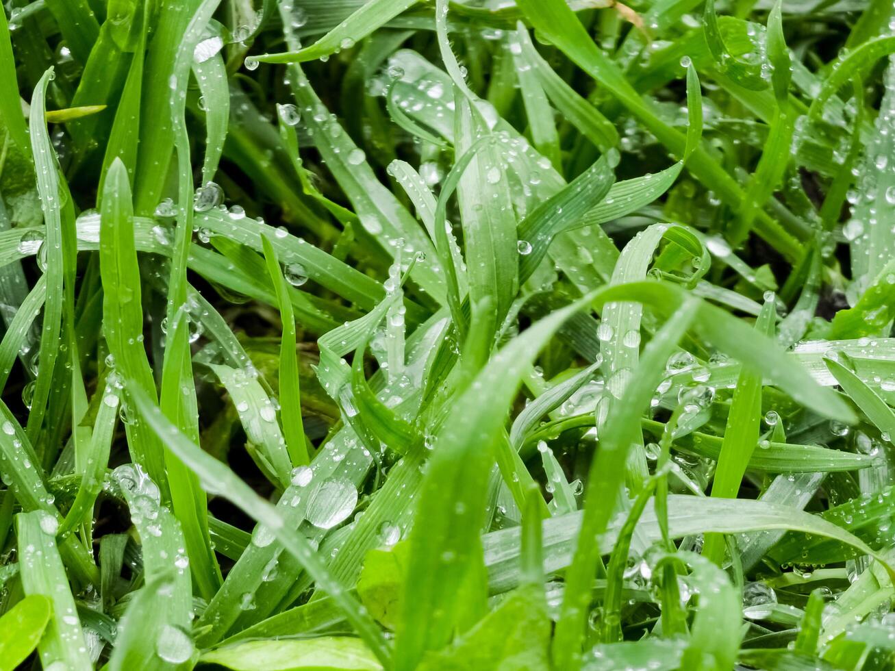 vers groen gras met water druppels detailopname. Ross in de de lente. foto