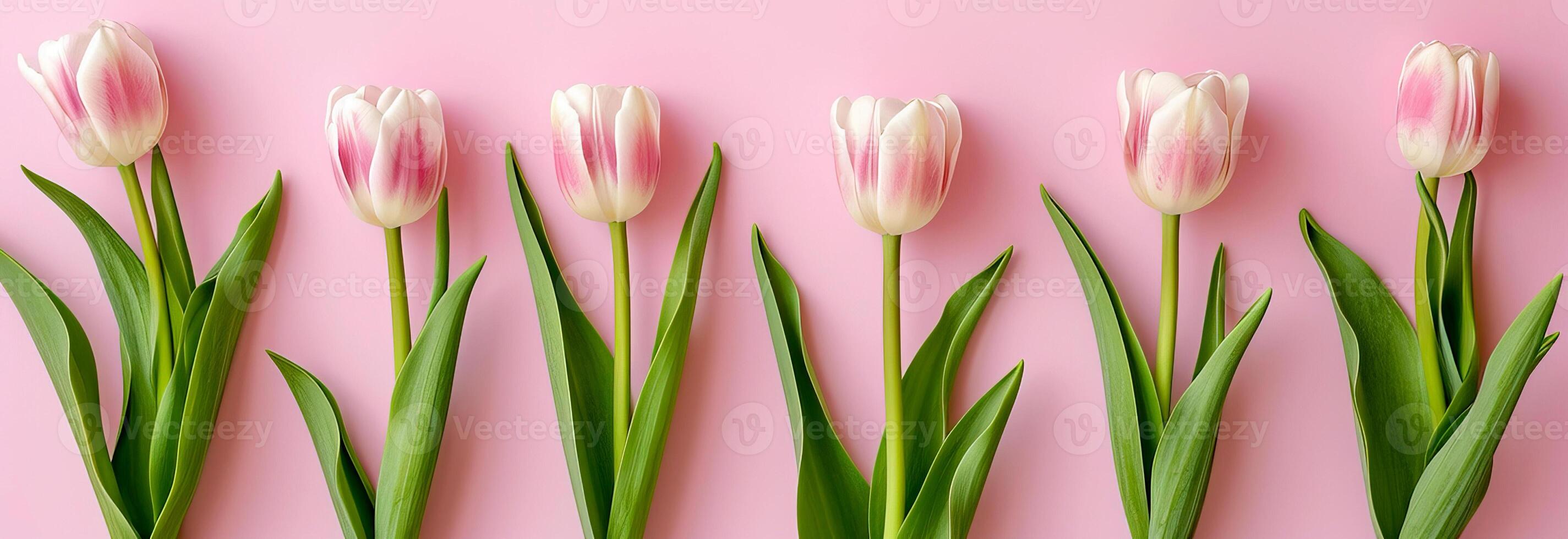 ai gegenereerd roze tulpen Aan roze achtergrond. vlak leggen, top visie. foto