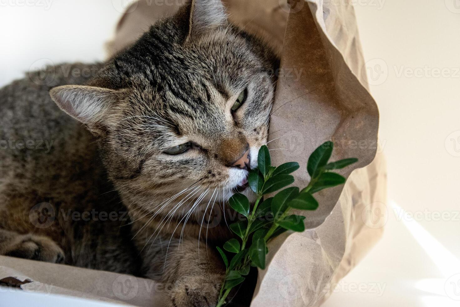 portret van een kat Aan een achtergrond gemaakt van verfrommeld kraft papier. schattig gestreept kat detailopname. foto