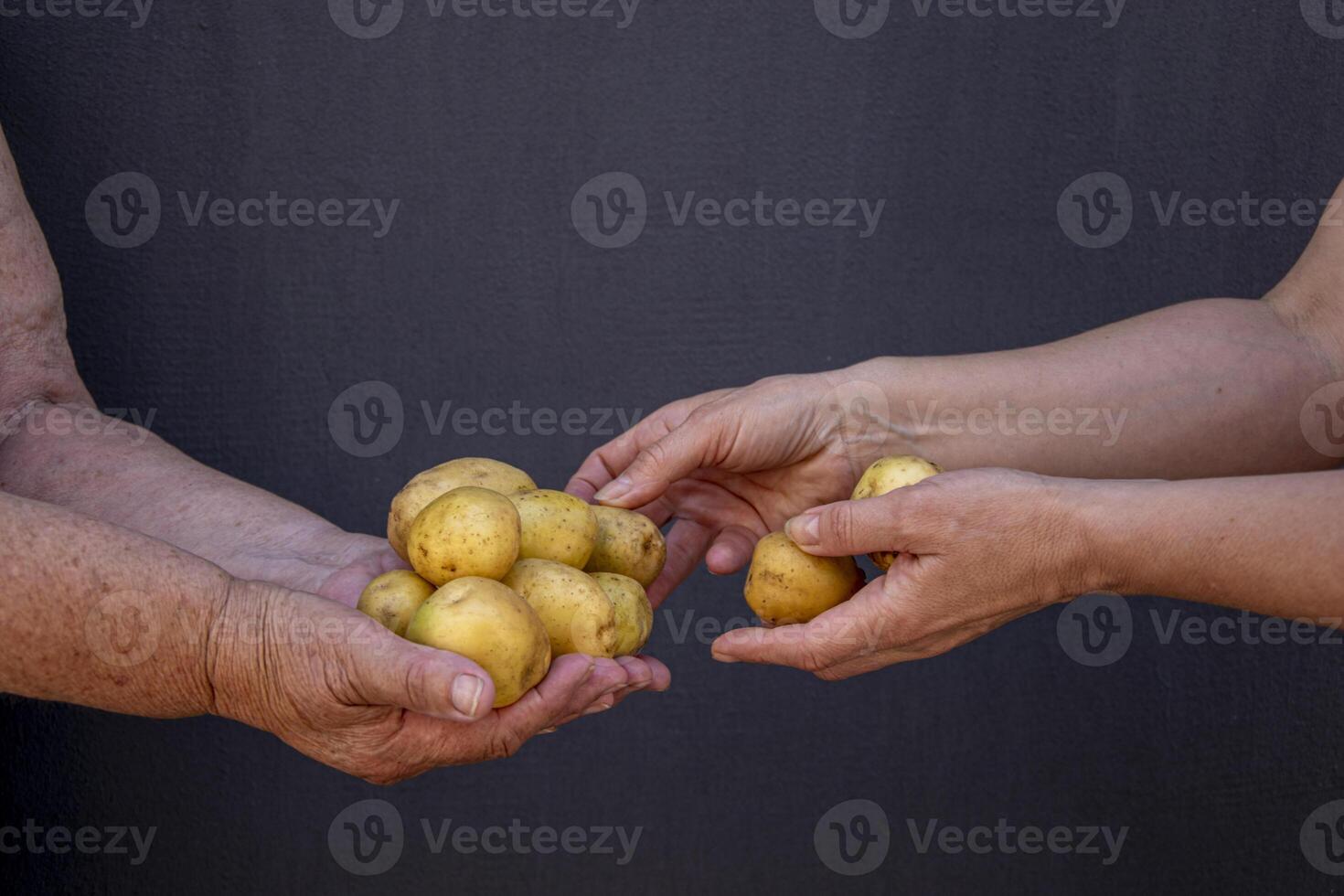 volwassen vrouwen handen Bij werk. oma's handen Holding aardappelen. foto