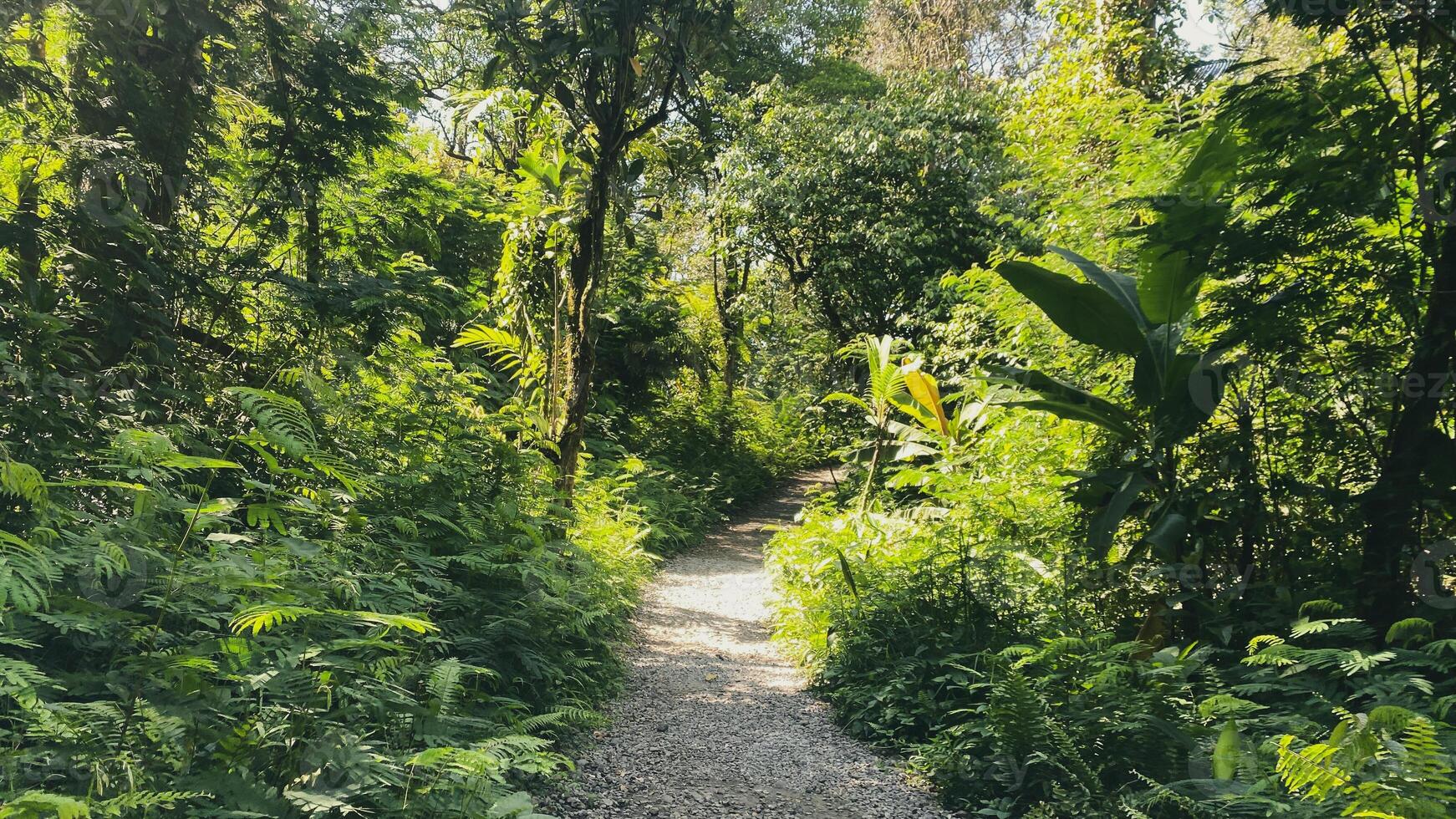 trekking pad voor wandeltocht of wandelen in de midden- van regenwoud, mooi groen landschap foto