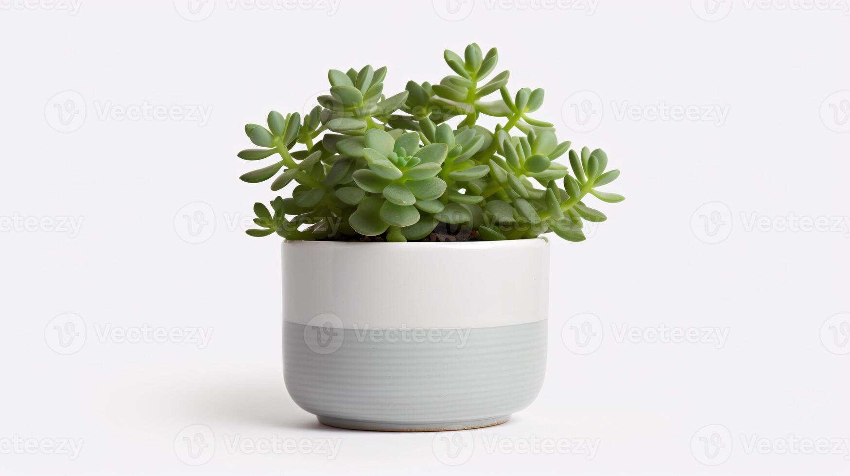 ai gegenereerd verschillend type van sappig planten in een licht, wit gekleurde pot met een licht achtergrond foto