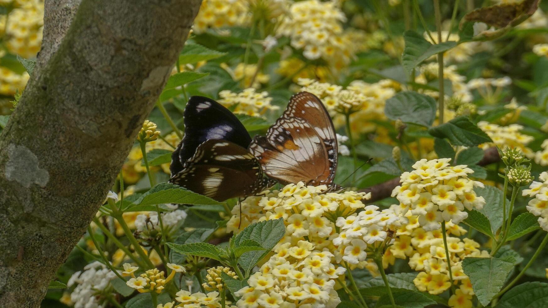 vlinder landen Aan een bloem foto