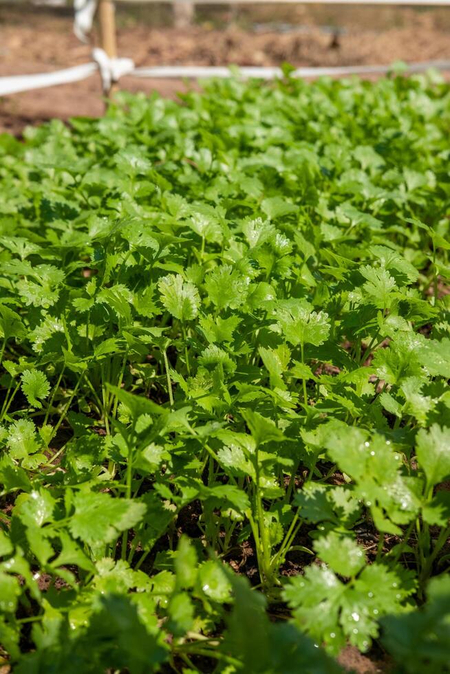 koriander aanplant verhaal gezond voedsel Gezondheid zorg concept foto