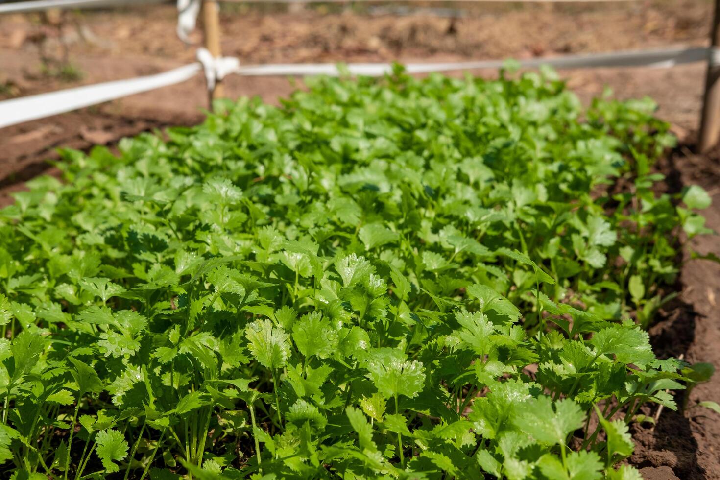 koriander aanplant verhaal gezond voedsel Gezondheid zorg concept foto