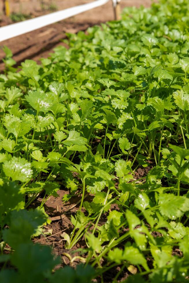 koriander aanplant verhaal gezond voedsel Gezondheid zorg concept foto