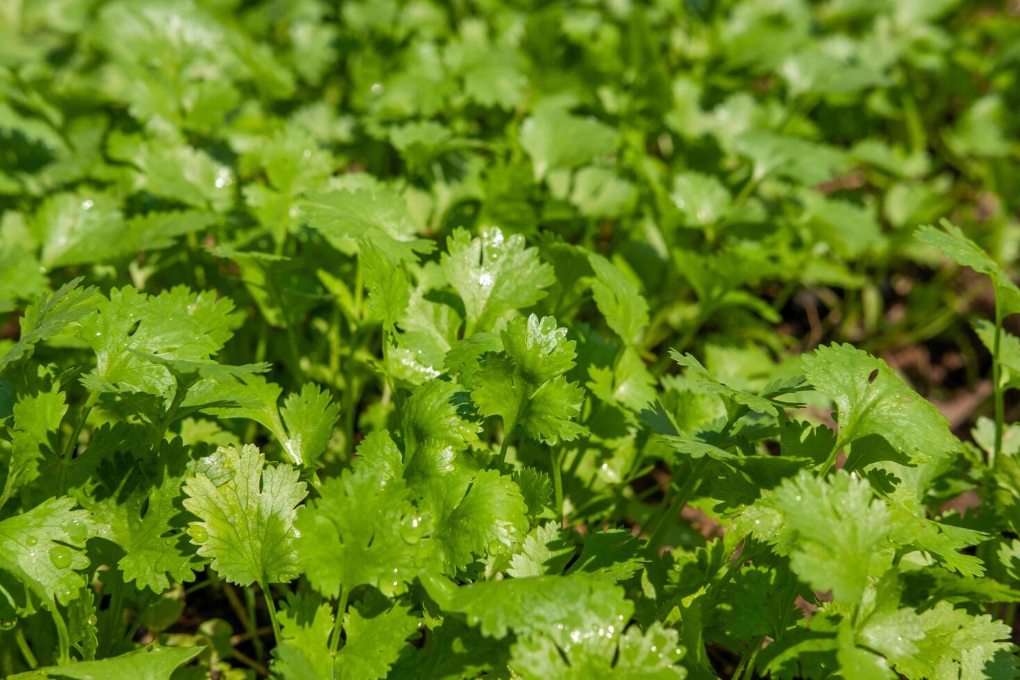 koriander aanplant verhaal gezond voedsel Gezondheid zorg concept foto