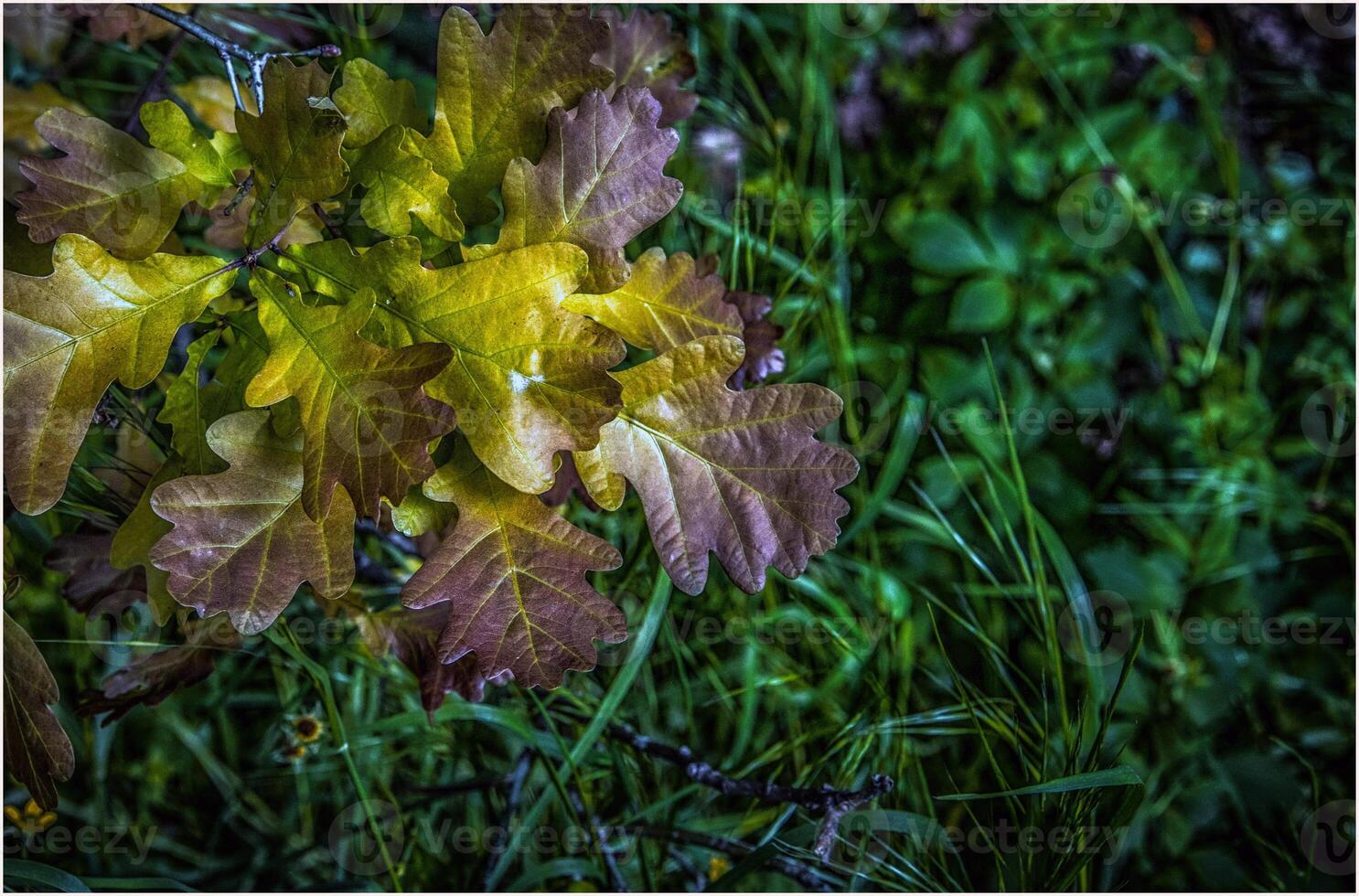 een detailopname foto van jong eik boom bladeren met groen met gras begroeid achtergrond