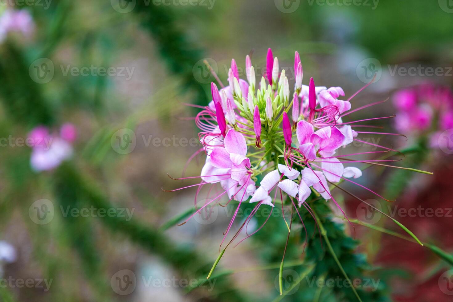 spin bloem of Cleome rompslomp jaar- bloeiend fabriek met Gesloten roze bloemen en meeldraden beginnend naar verdorren Aan donker groen foto