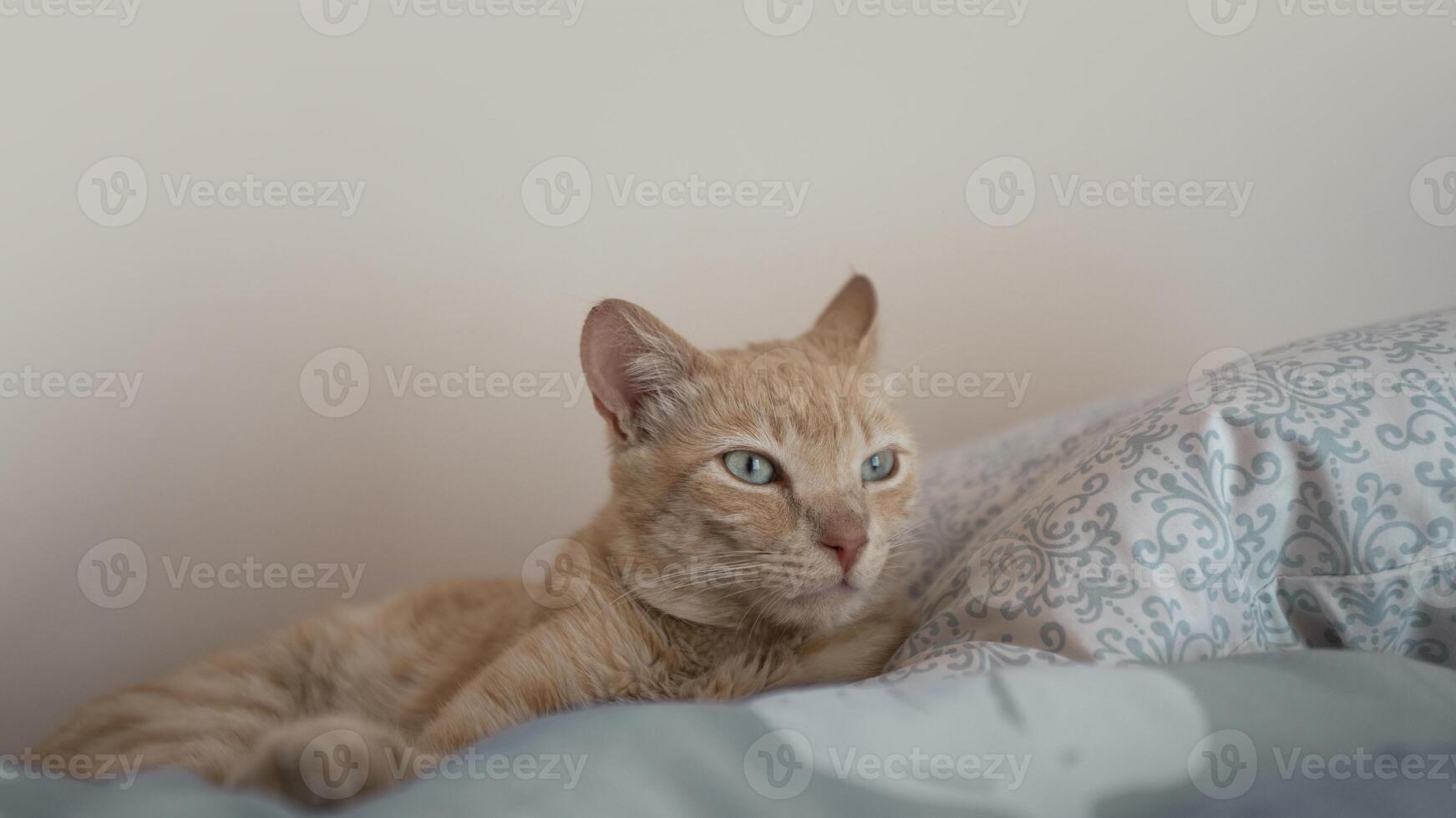 mandarijnkleurig kat aan het liegen Aan licht blauw kussens op zoek naar de Rechtsaf tegen wit achtergrond foto