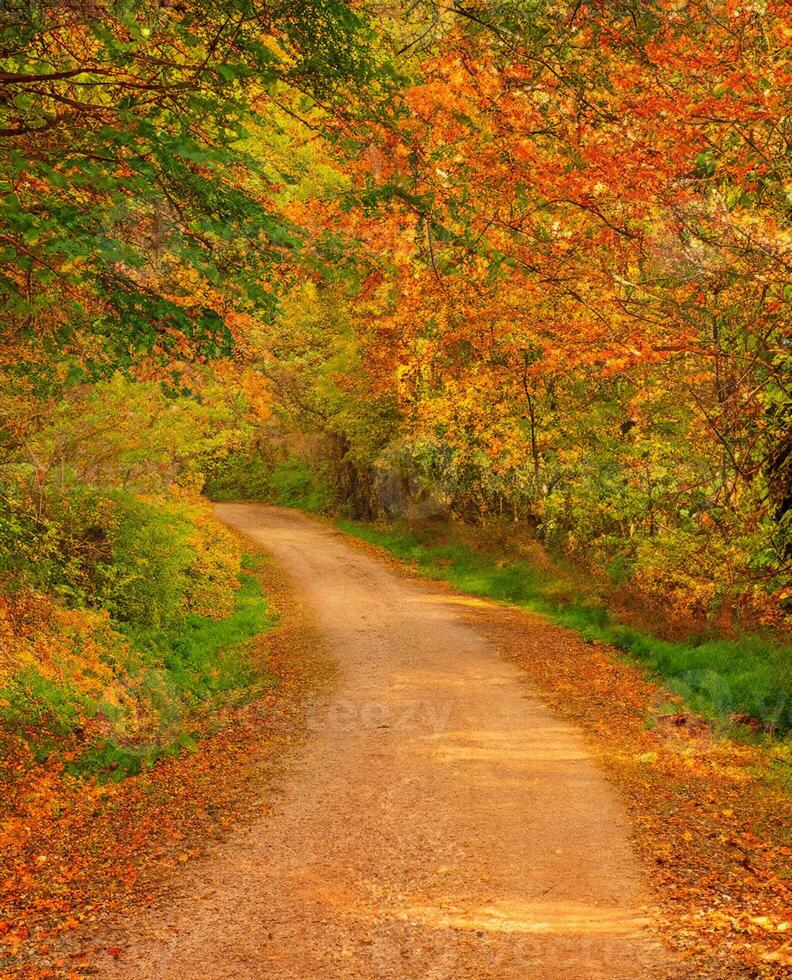 traject in de Woud Bij herfst foto