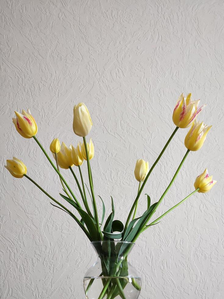 geel tulpen in een glas vaas. achtergrond voor een ansichtkaart met geel tulpen foto