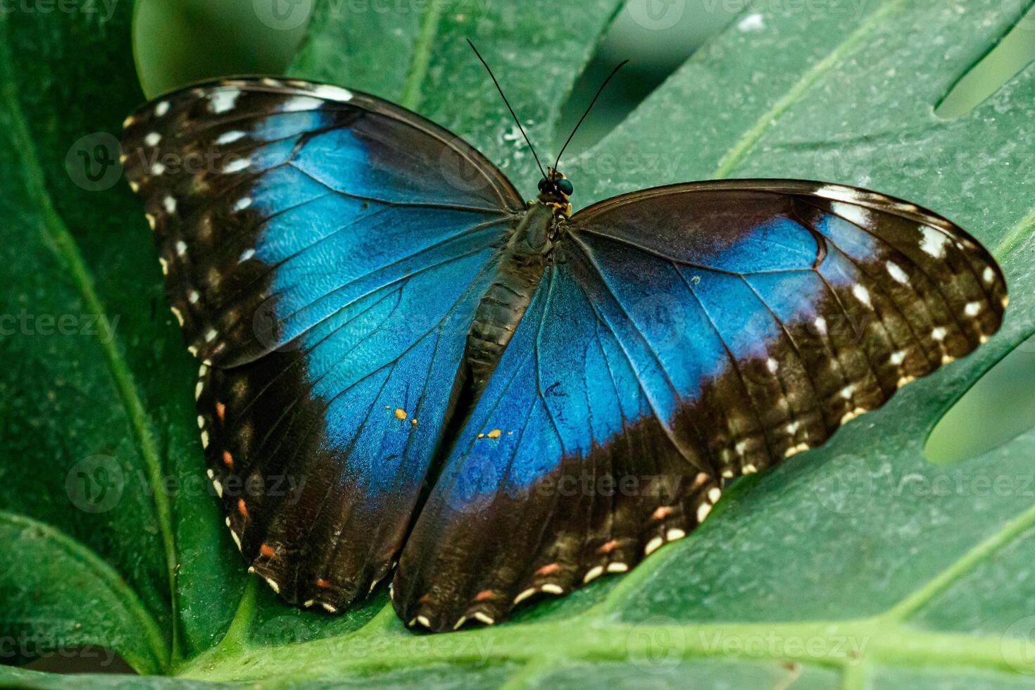 macro mooi vlinder Morpho helenor foto