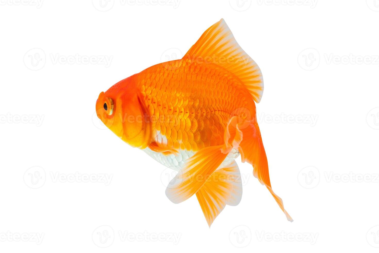 oranda goudvis geïsoleerd Aan wit achtergrond dichtbij omhoog foto