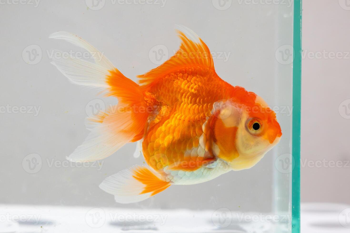 oranda goudvis in aquarium vis tank dichtbij omhoog foto