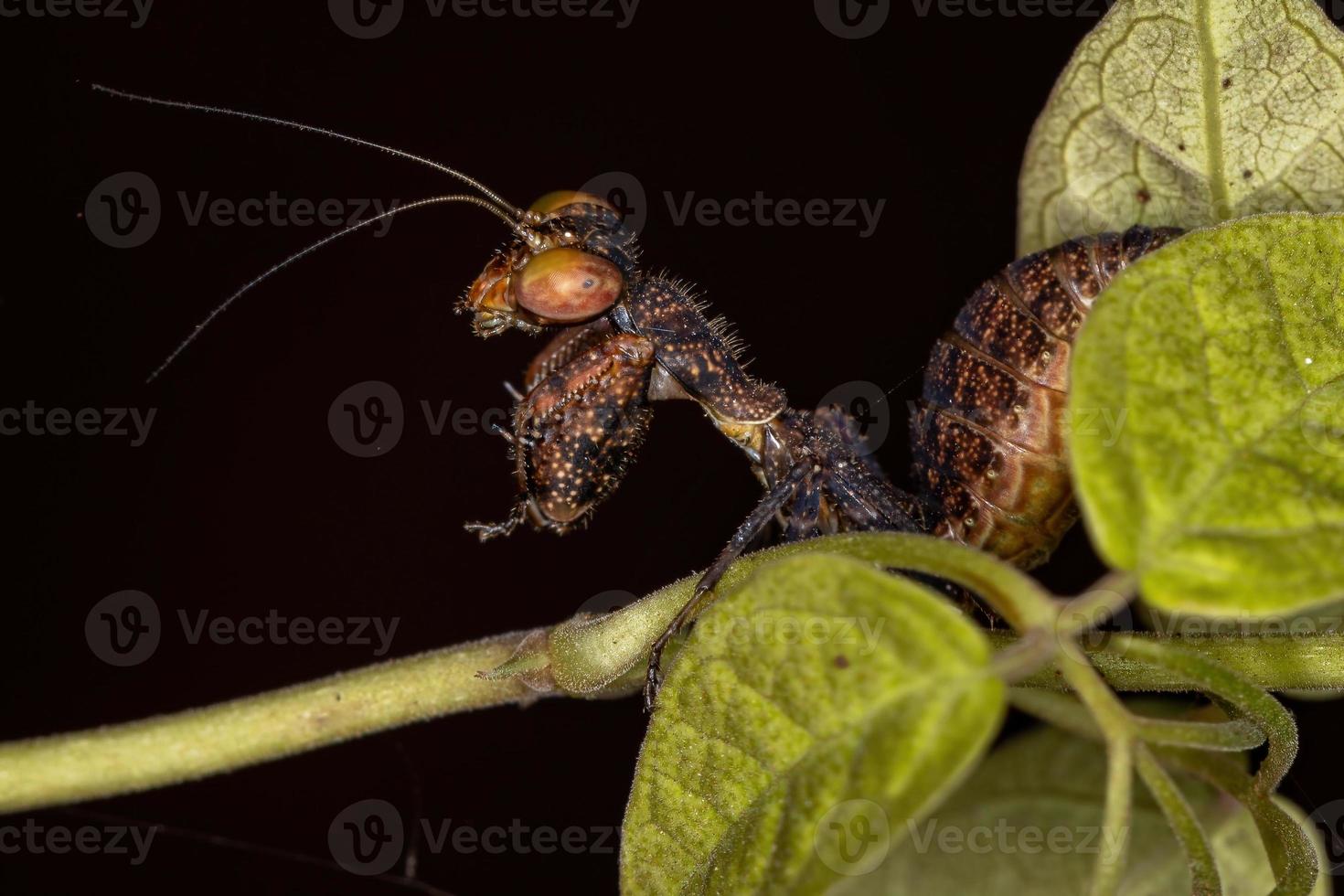 acontistid bidsprinkhaan nimf foto