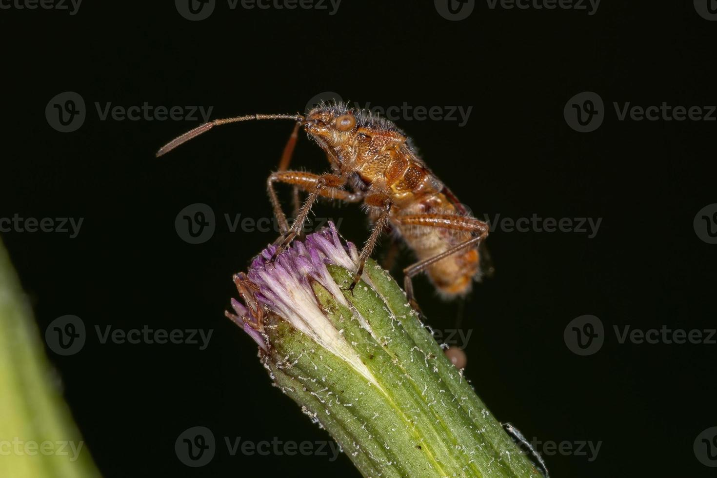 volwassen geurloze plantenwants foto