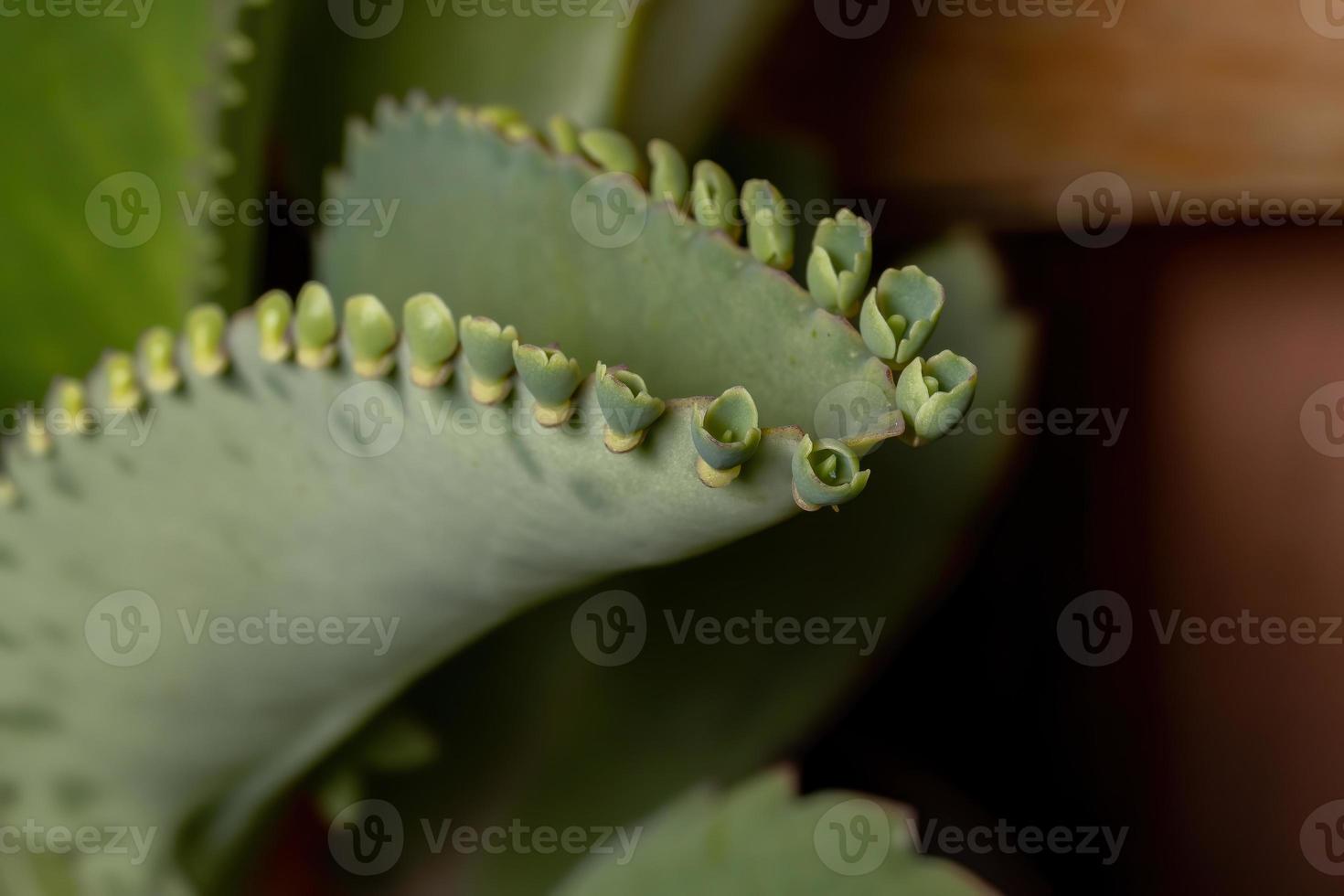 details van de bladeren van een crasulaceous plant foto