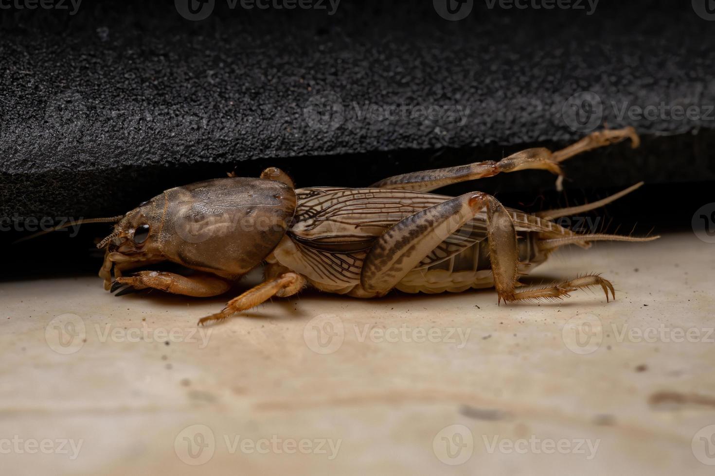 volwassen mol cricket foto